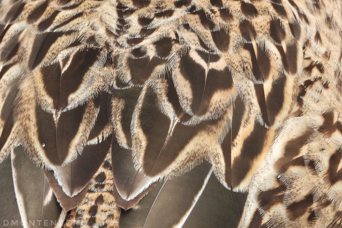 Germano reale - ML626836831