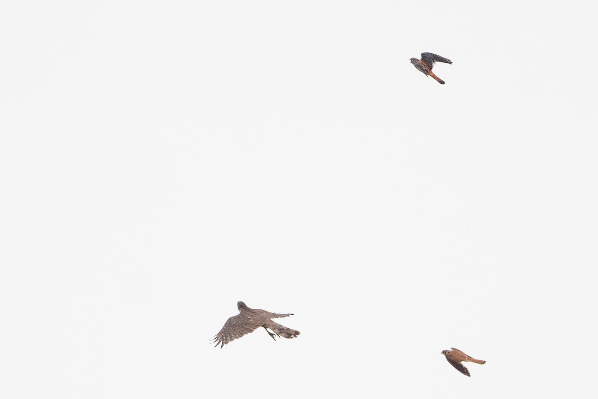 American Kestrel - ML626837039