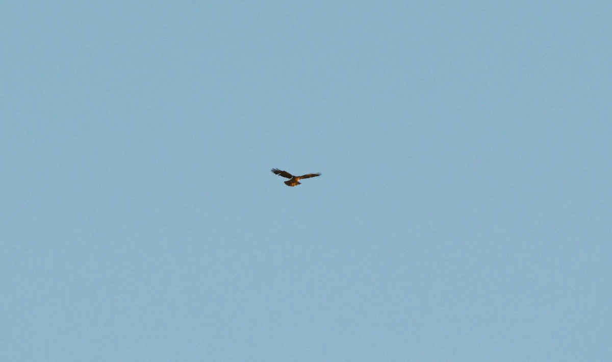 Red-tailed Hawk - ML626837071