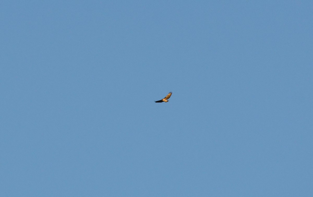 Red-tailed Hawk - ML626837072