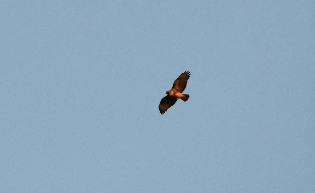 Red-tailed Hawk - ML626837073