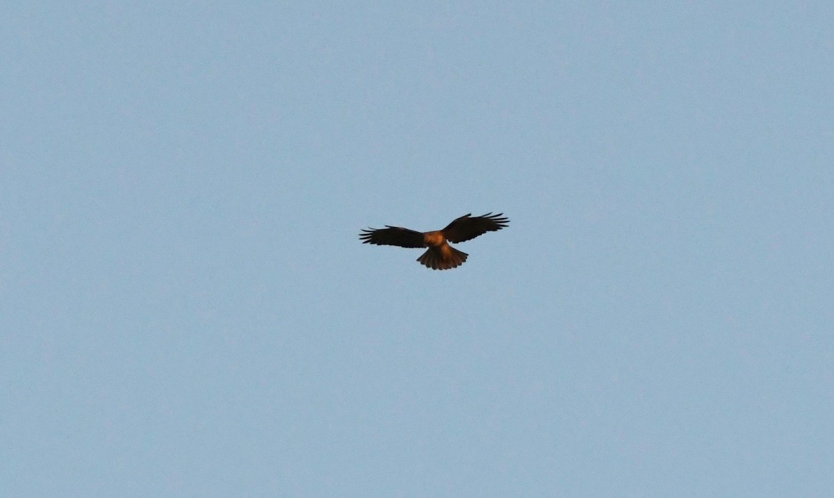 Red-tailed Hawk - ML626837075