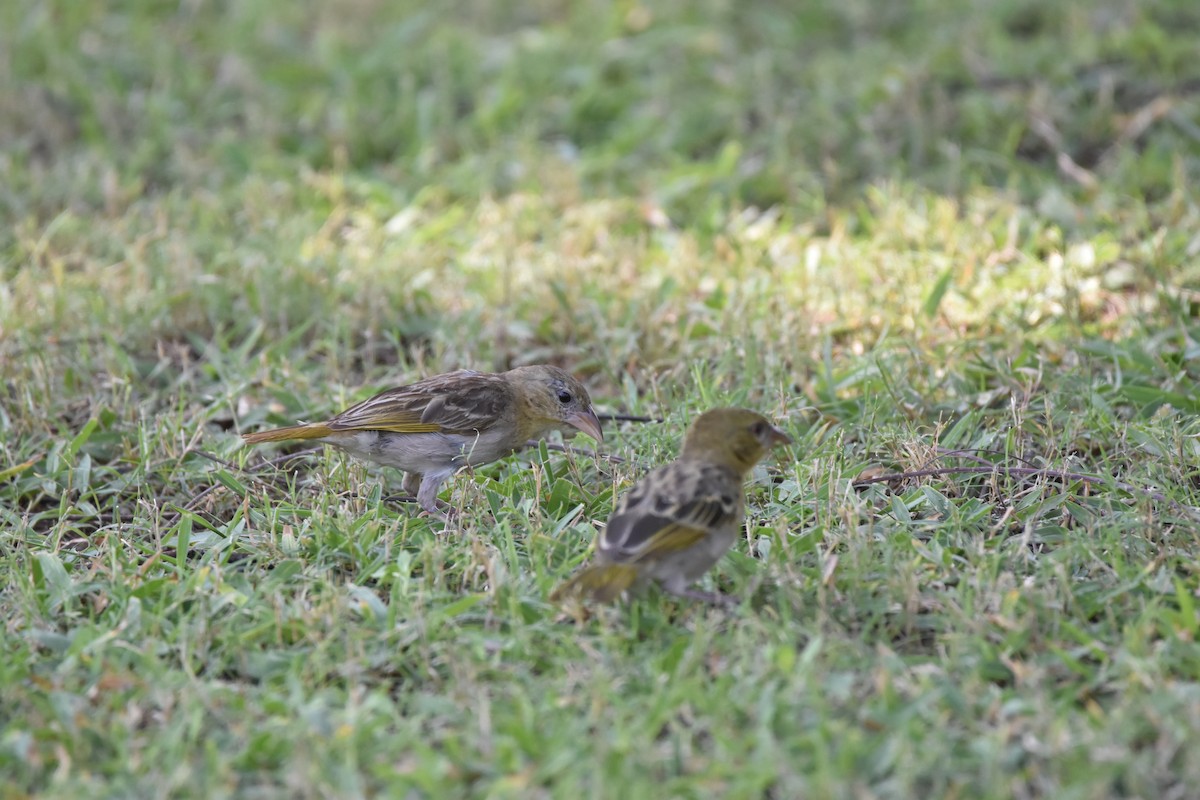 Rüppell's Weaver - ML626837124