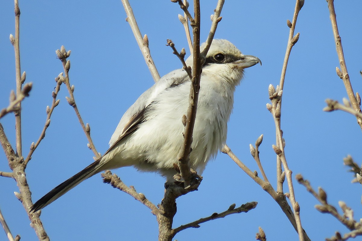 Great Gray Shrike (Steppe) - ML626837153