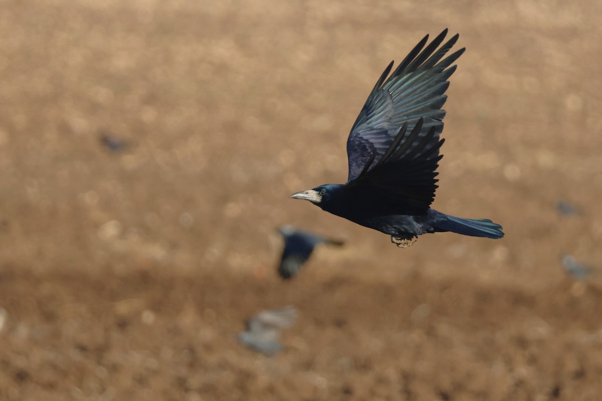 Corbeau freux - ML626837249