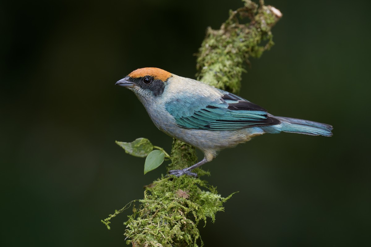 Scrub Tanager - ML626837342