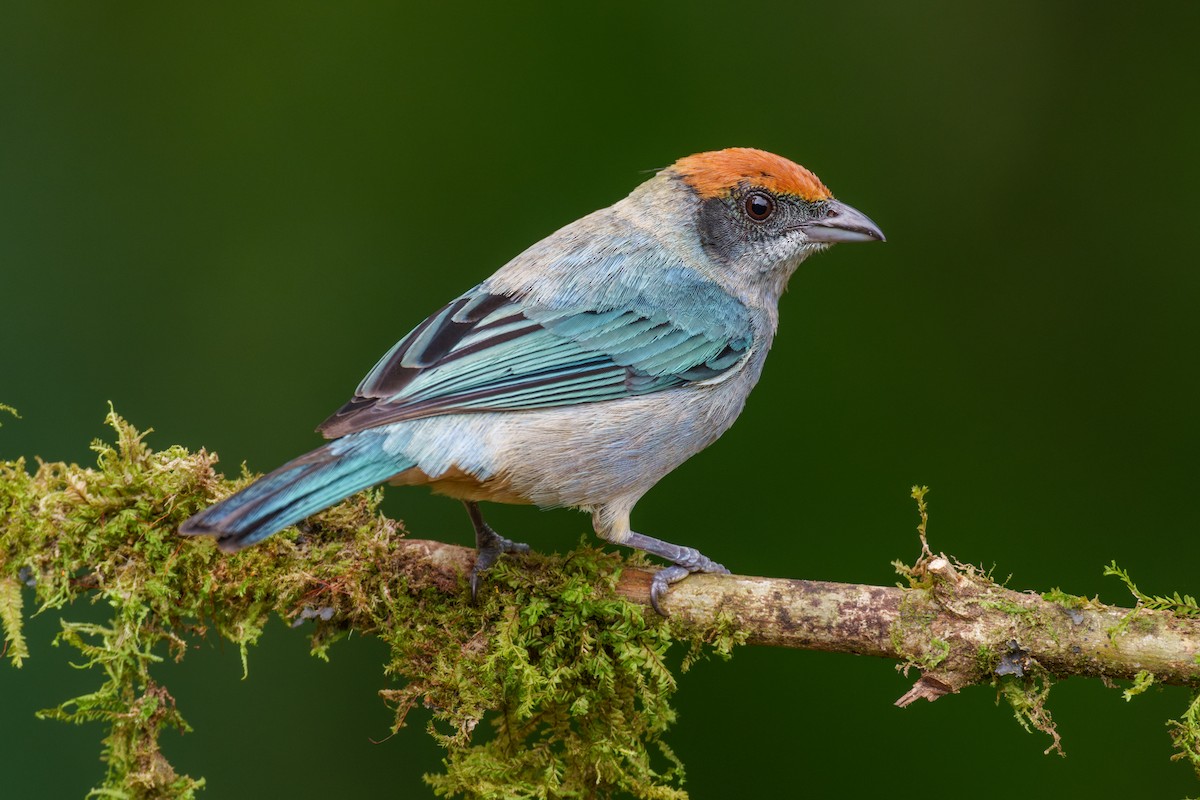 Scrub Tanager - ML626837343