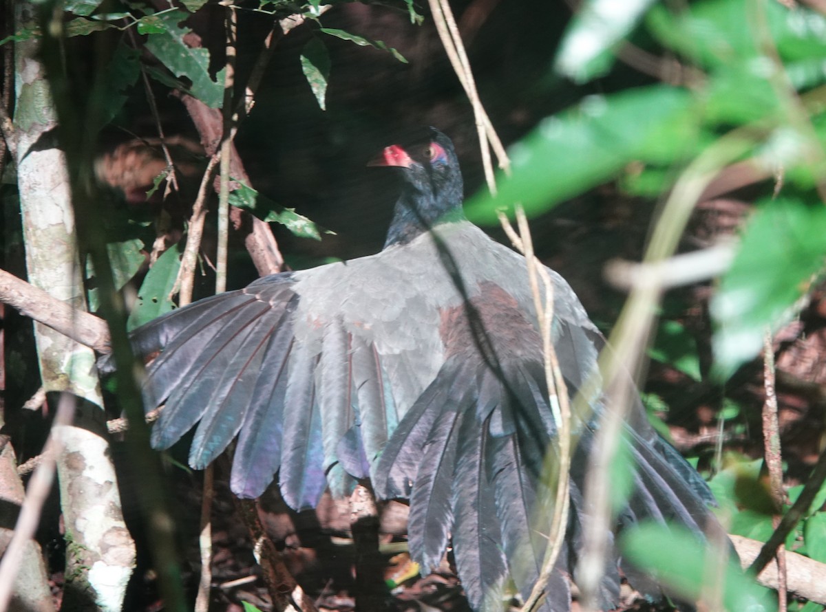 Coral-billed Ground-Cuckoo - ML626837367