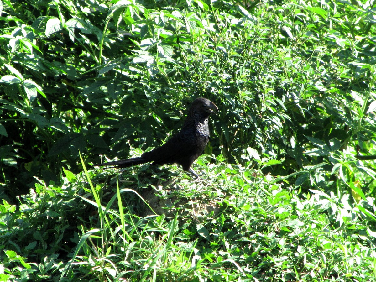 Smooth-billed Ani - ML626837548