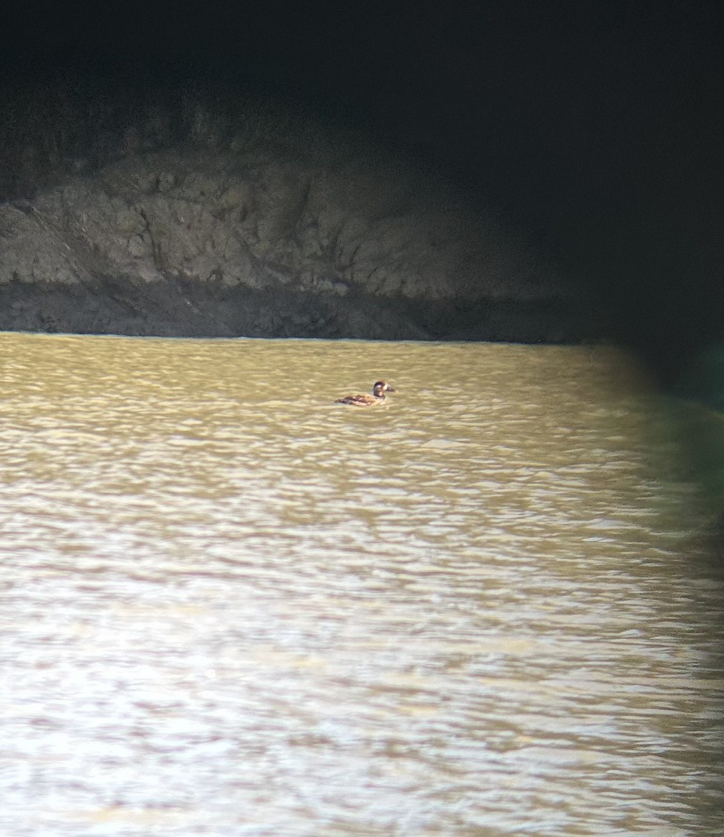 Surf Scoter - ML626837698