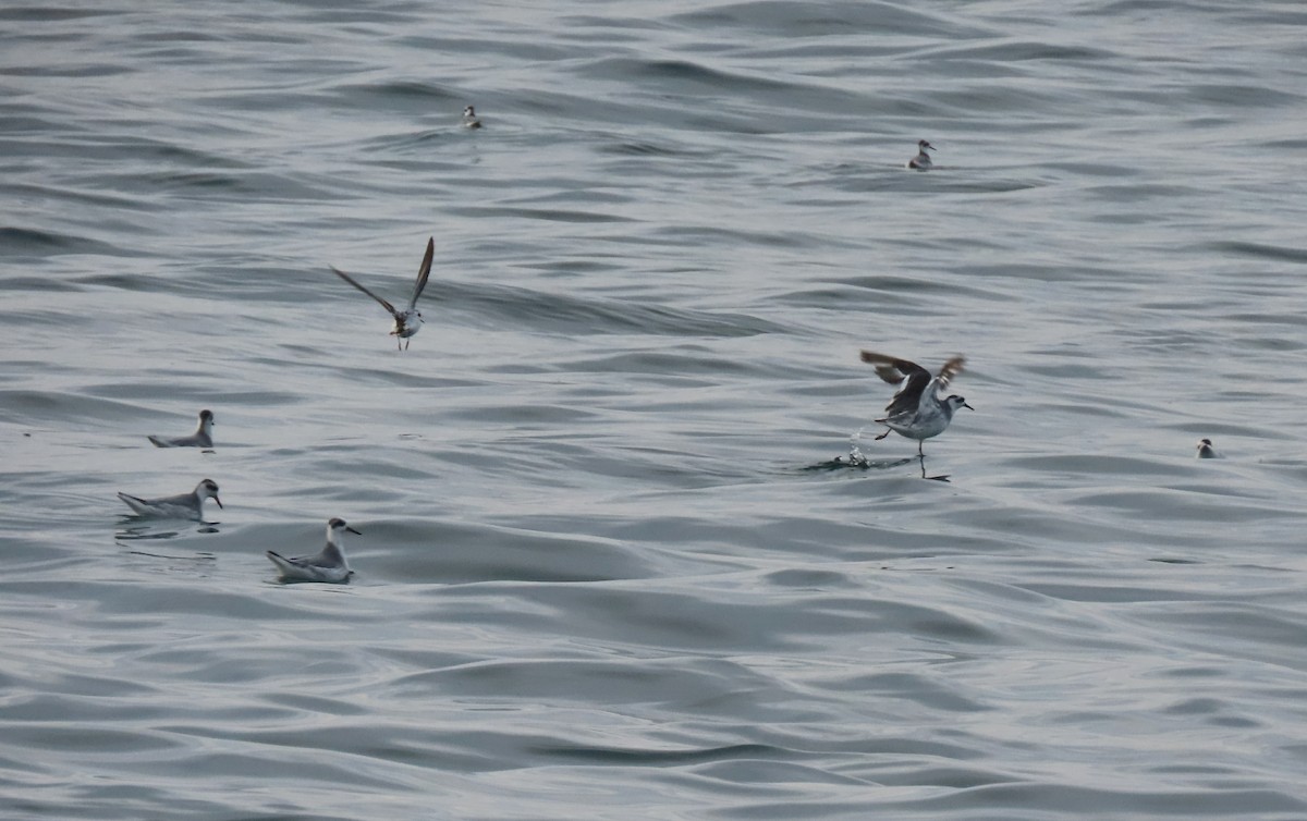 Red Phalarope - ML626837726