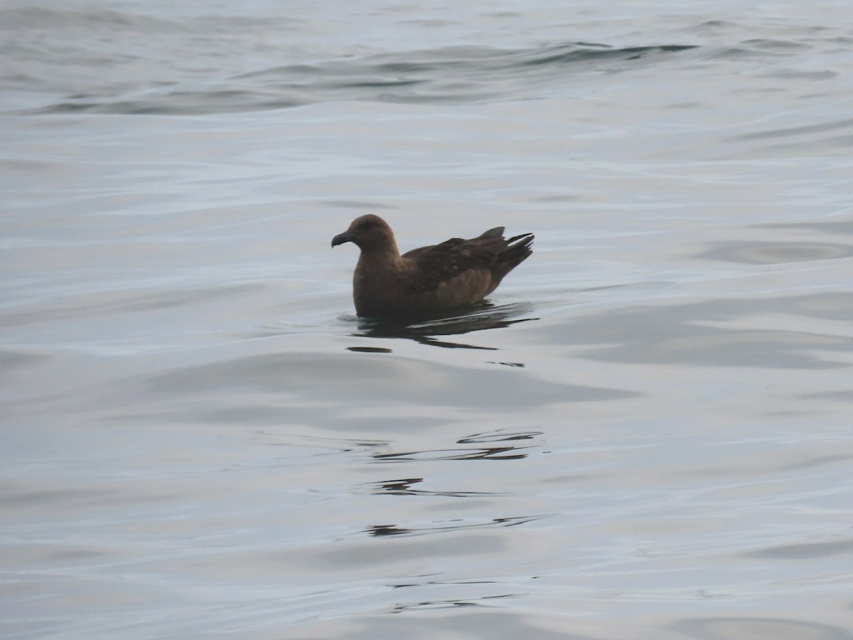 South Polar Skua - ML626837735