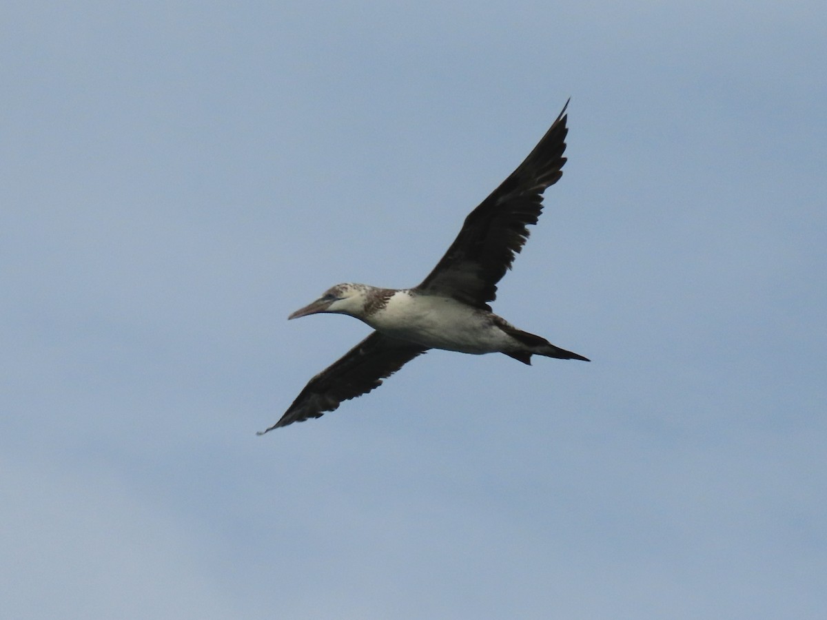 Northern Gannet - ML626837768