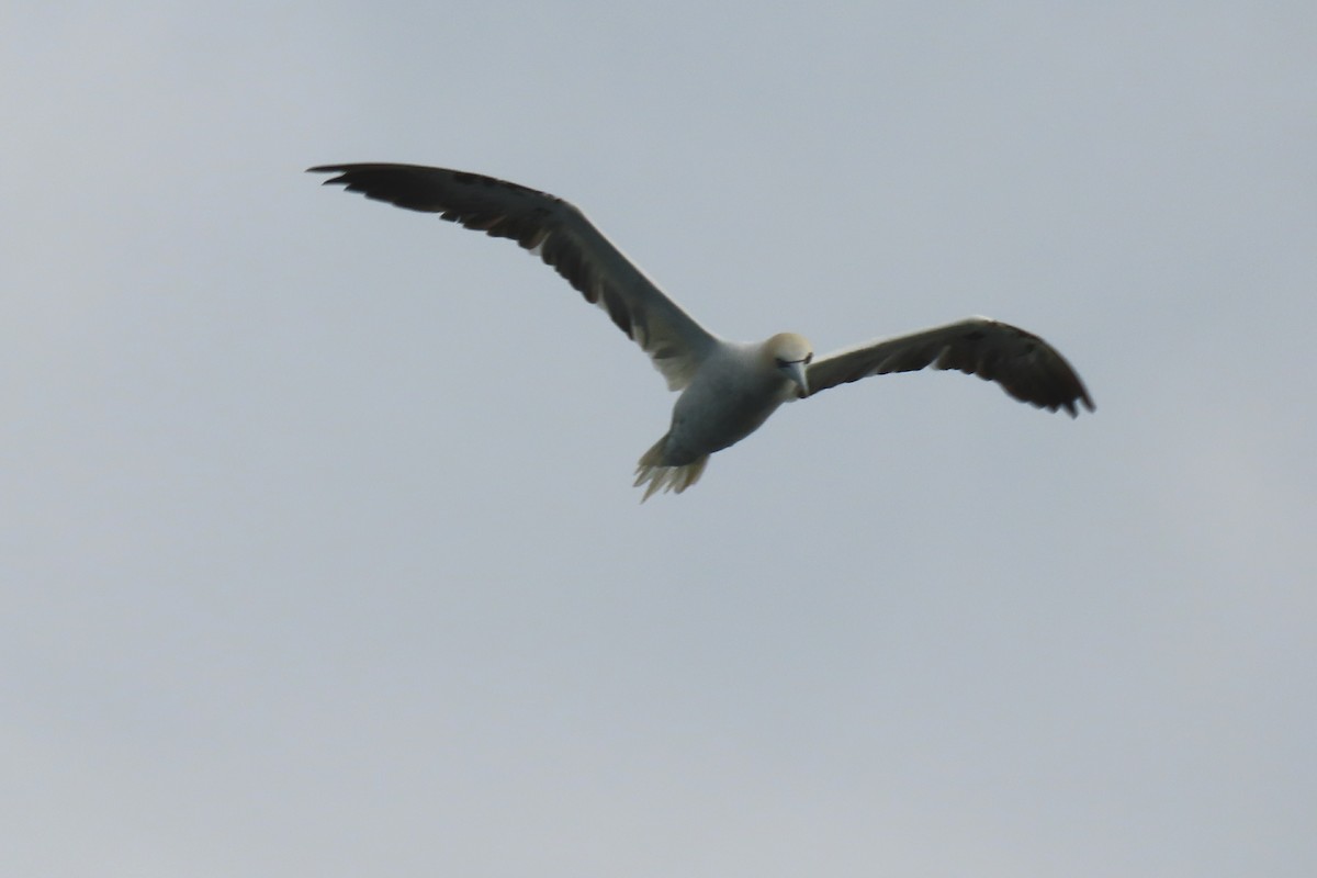 Northern Gannet - ML626837769