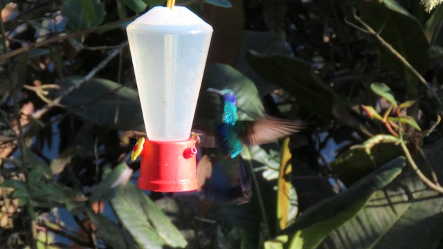 Colibri d'Anaïs - ML626838199