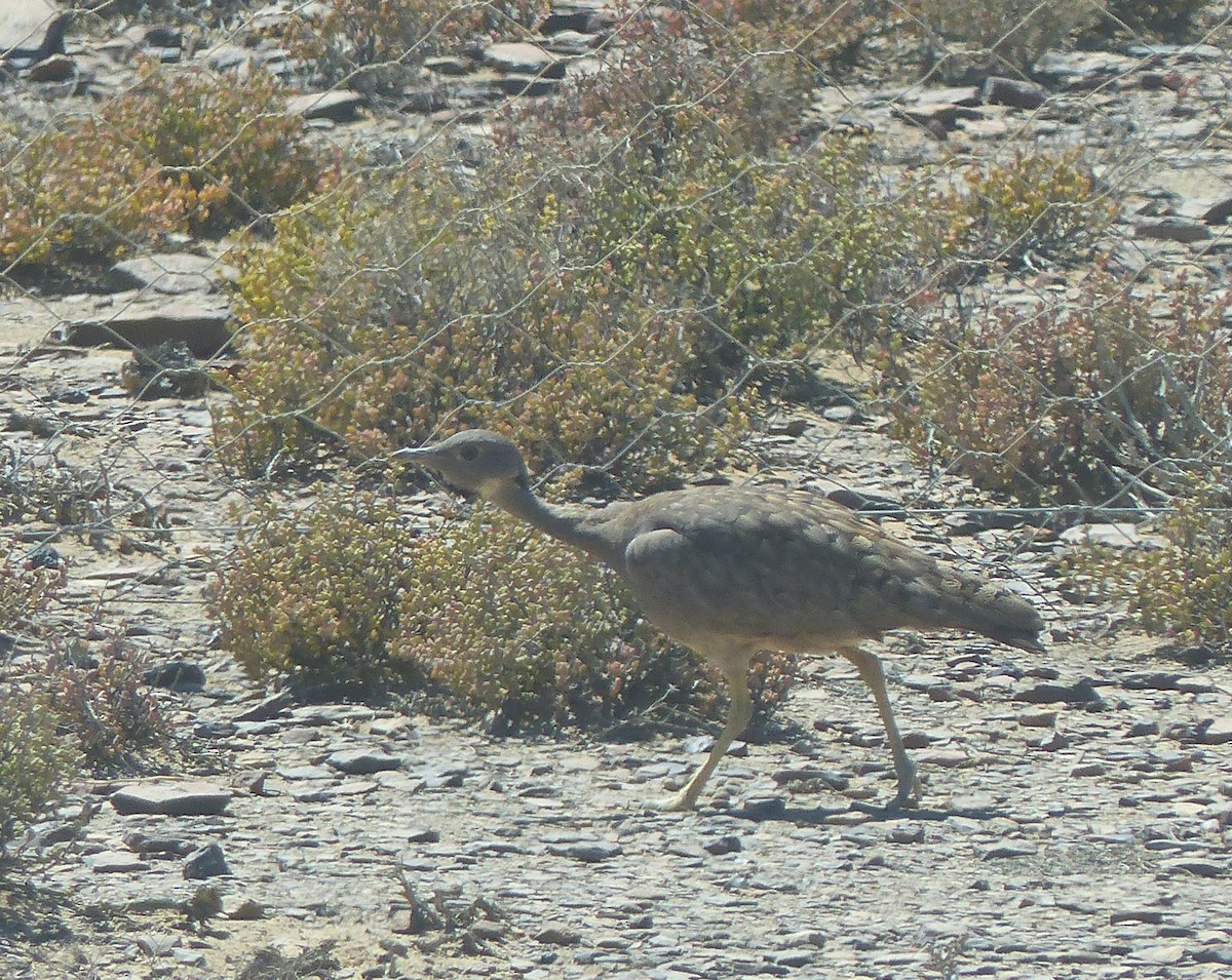 Karoo Bustard - ML626838241