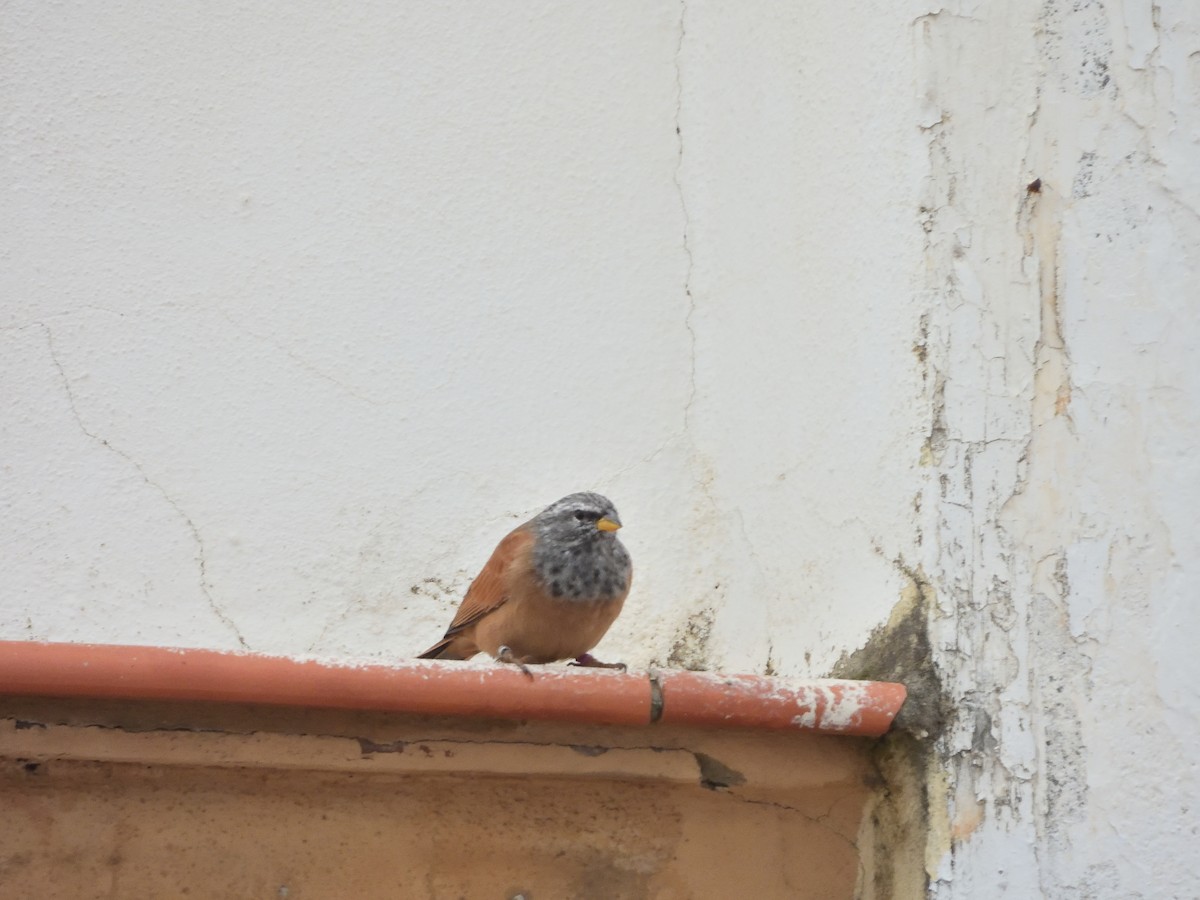 House Bunting - Antonio Tamayo