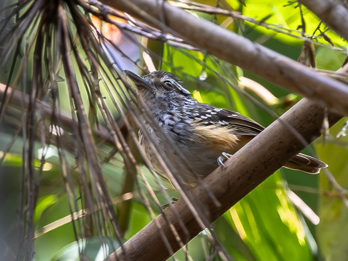 Peruvian Warbling-Antbird - ML626838562