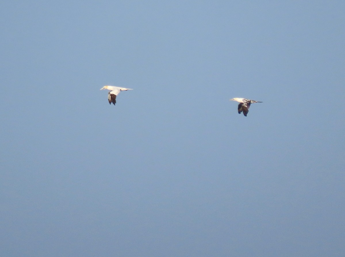 Northern Gannet - ML626838649