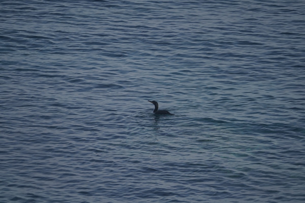 Great Cormorant - ML626838791