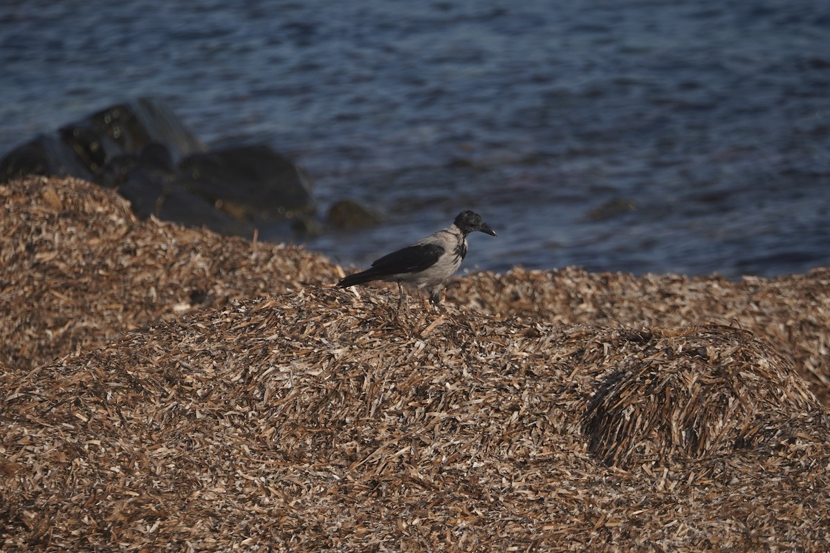 Hooded Crow - ML626838833