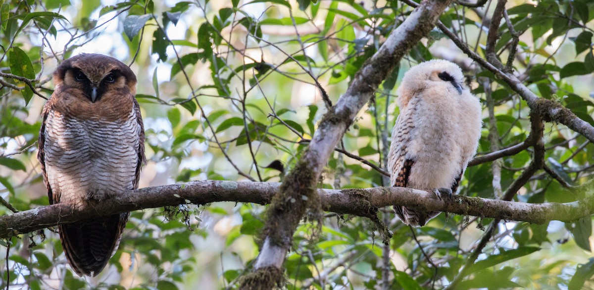 Brown Wood-Owl (Bornean) - ML626839264