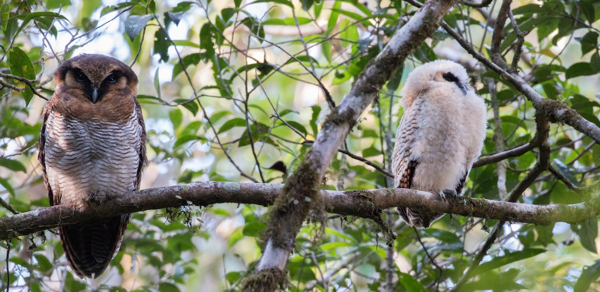 Brown Wood-Owl (Sunda) - ML626839264