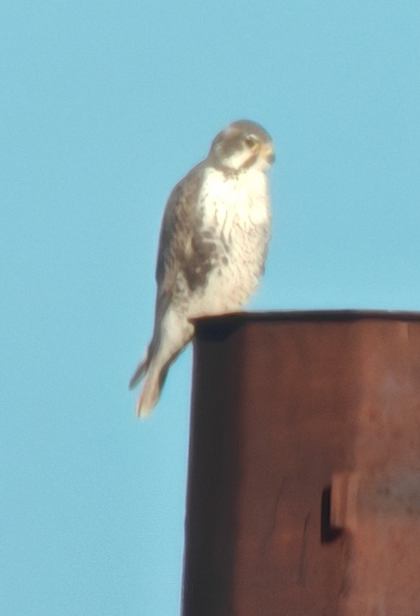 Prairie Falcon - ML626839477