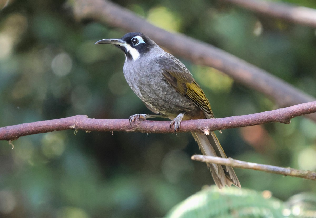 Belford's Melidectes - ML626839835