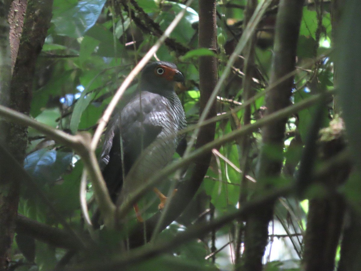 Lined Forest-Falcon - ML626839961