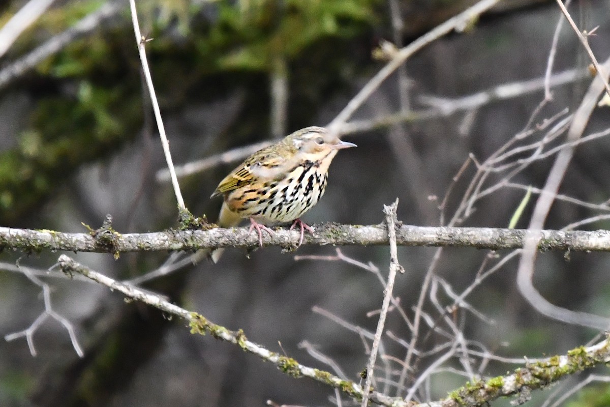 Upland Pipit - ML626840079