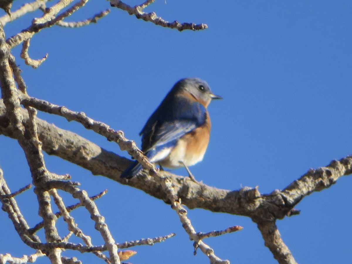 Eastern Bluebird - ML626840164