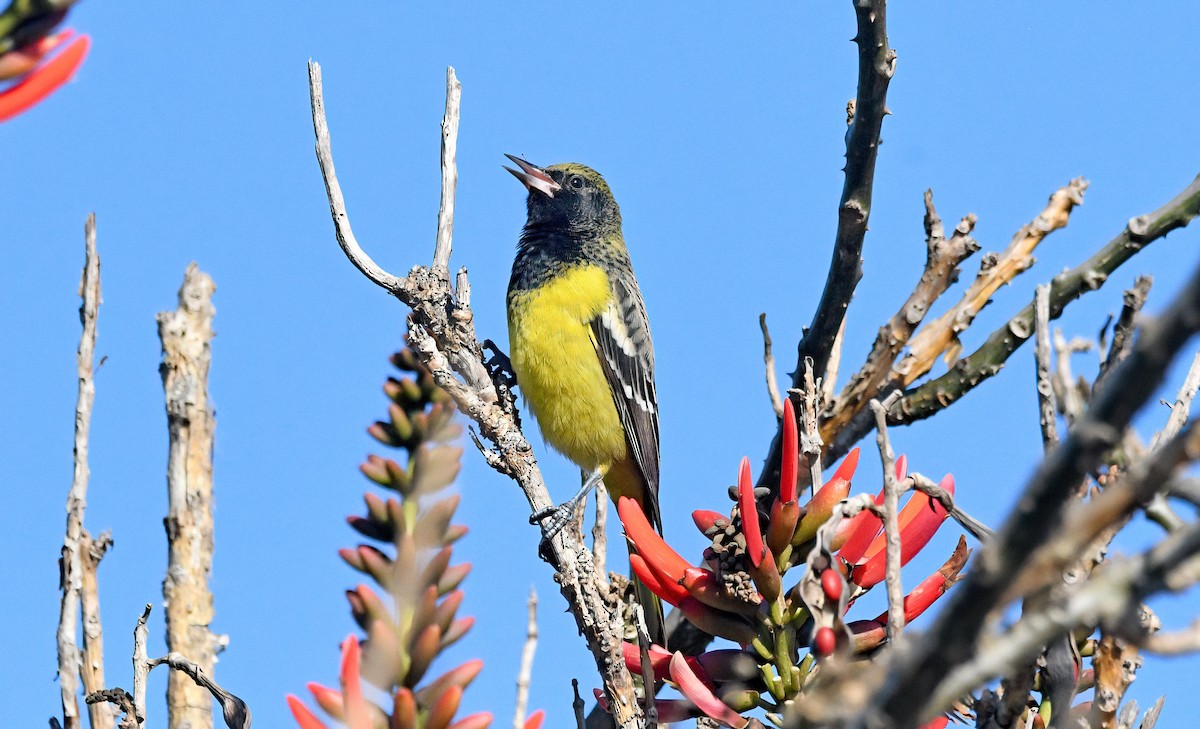 Scott's Oriole - ML626840310