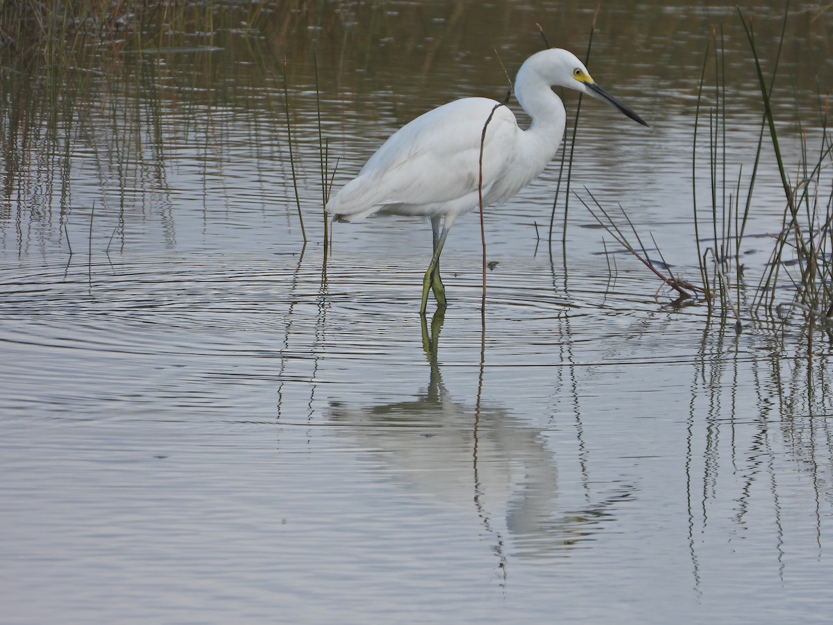 Snowy Egret - ML626840341