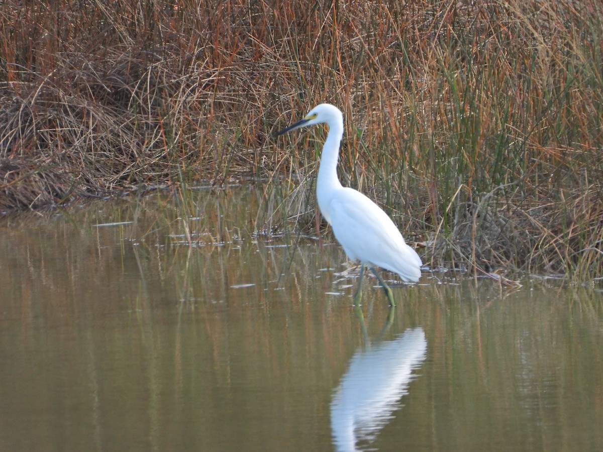 Snowy Egret - ML626840342