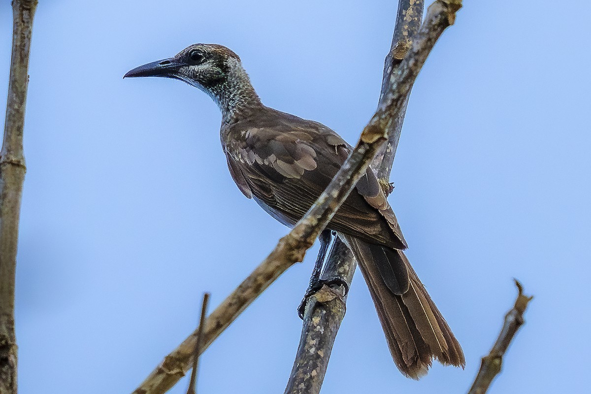 Tanimbar Friarbird - ML626840355