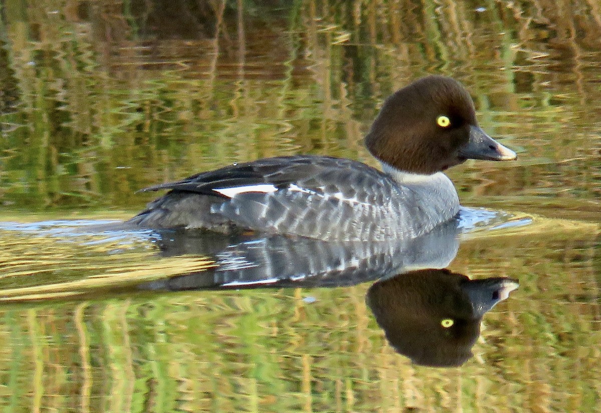 Common Goldeneye - ML626840402