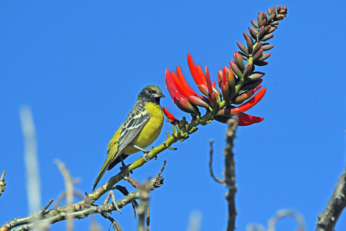 Scott's Oriole - ML626840444