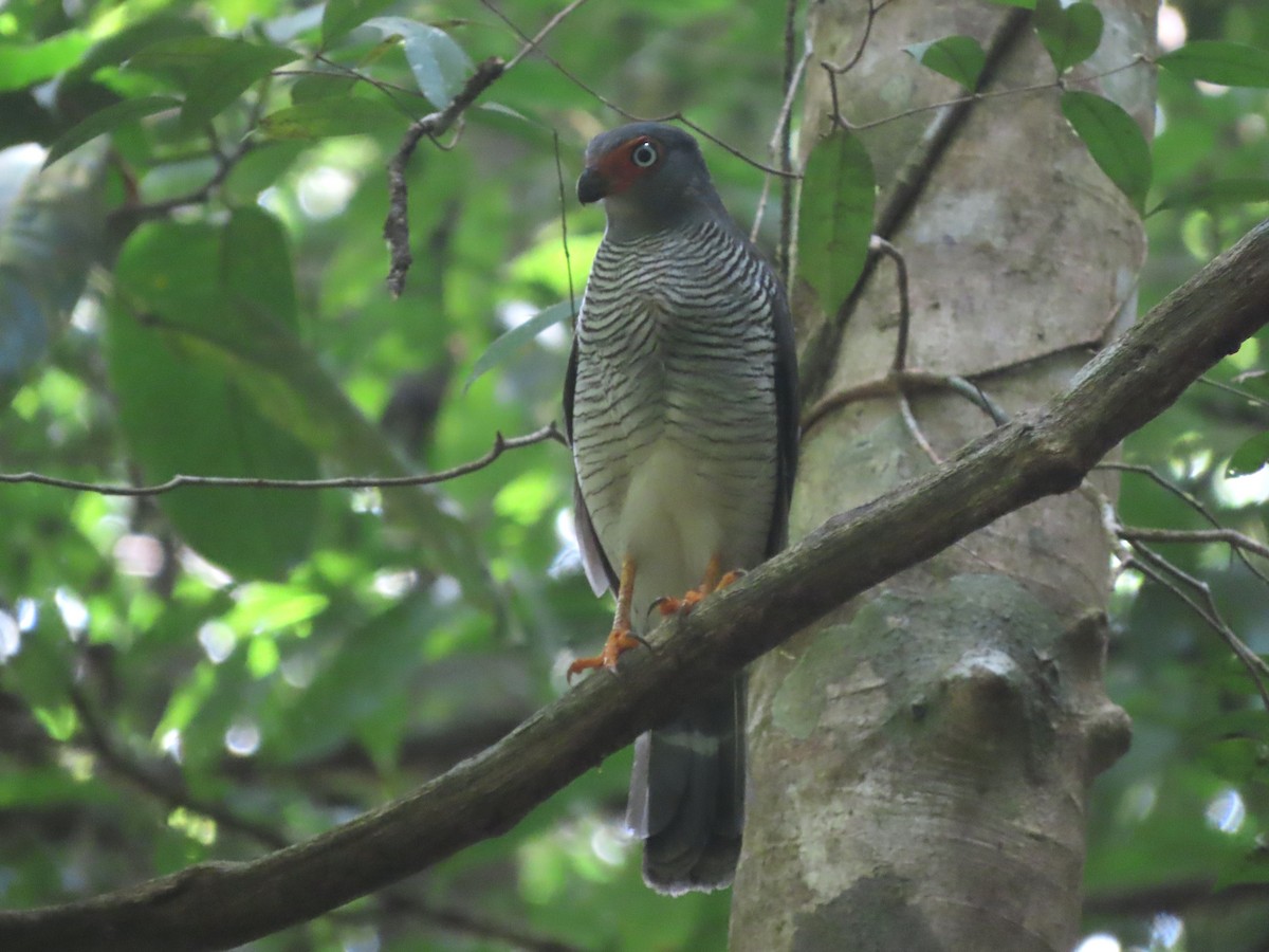 Lined Forest-Falcon - ML626840449