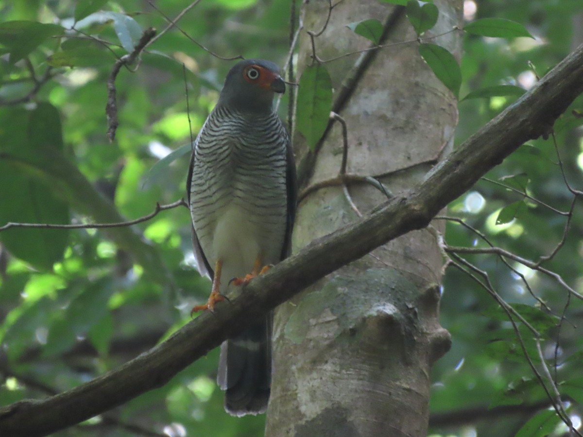 Lined Forest-Falcon - ML626840451