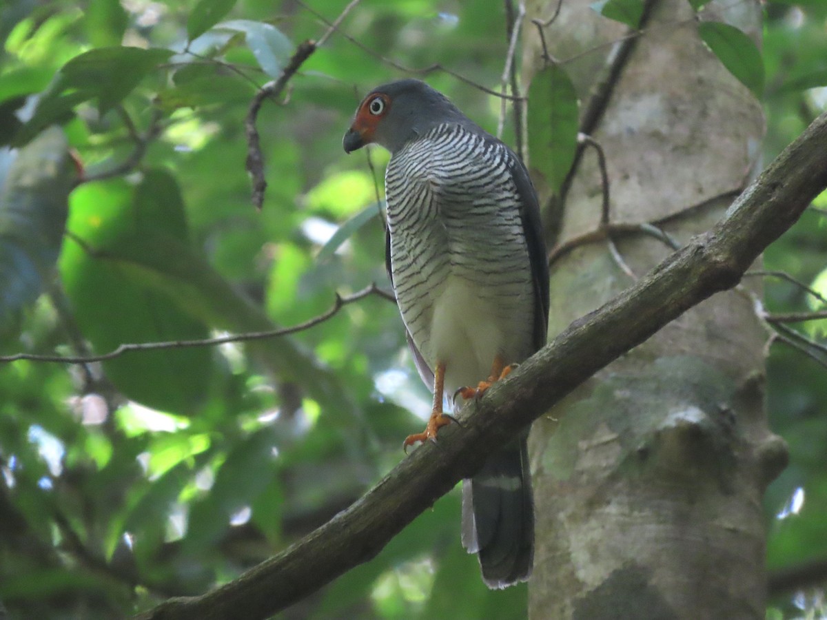 Lined Forest-Falcon - ML626840453