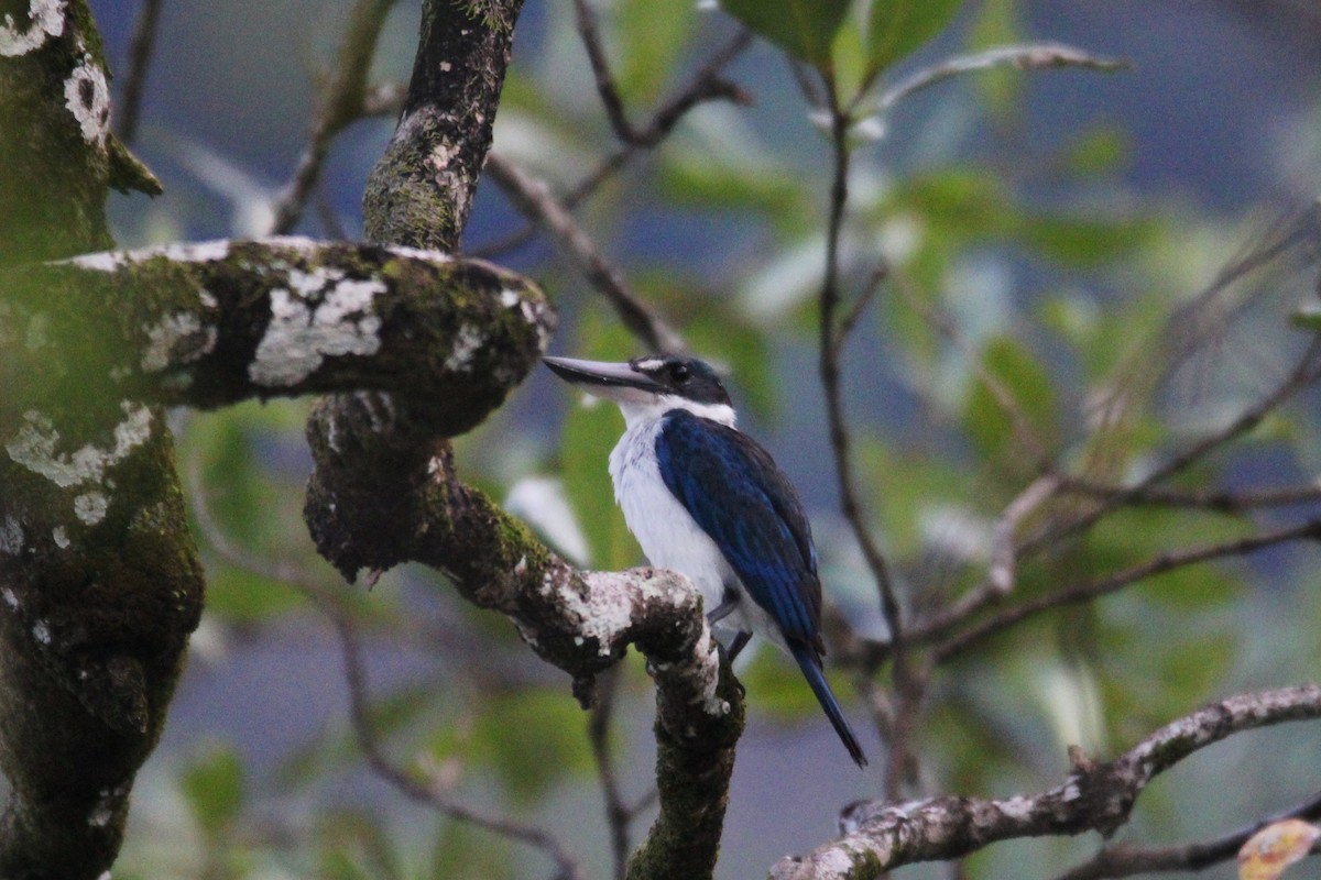 Collared Kingfisher - ML626841338