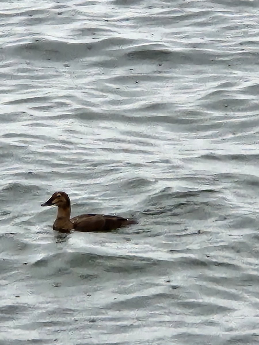 King Eider - ML626841478