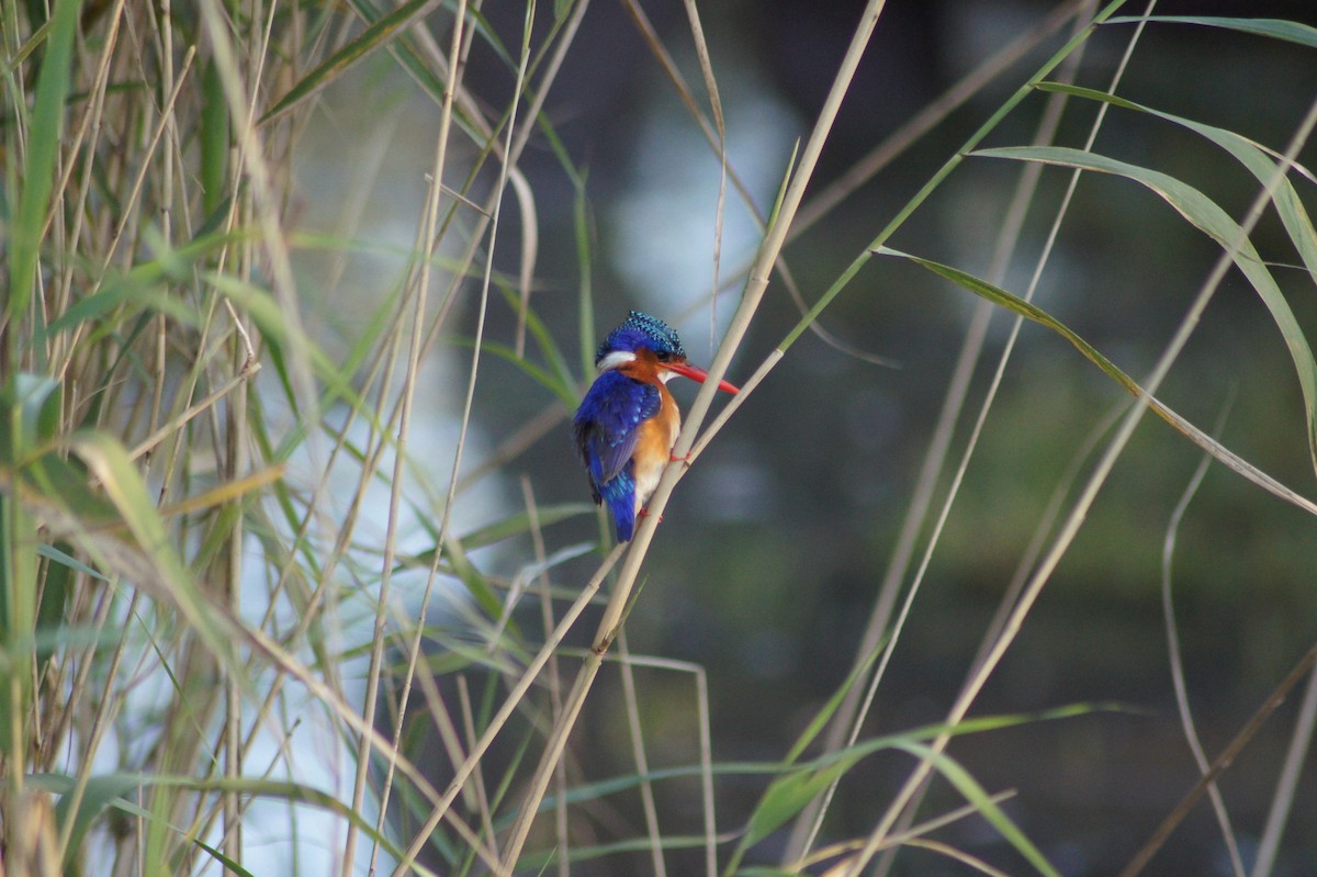 Half-collared Kingfisher - ML626841605