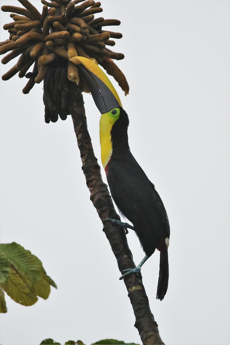 Toucan tocard (ambiguus/abbreviatus) - ML626841611