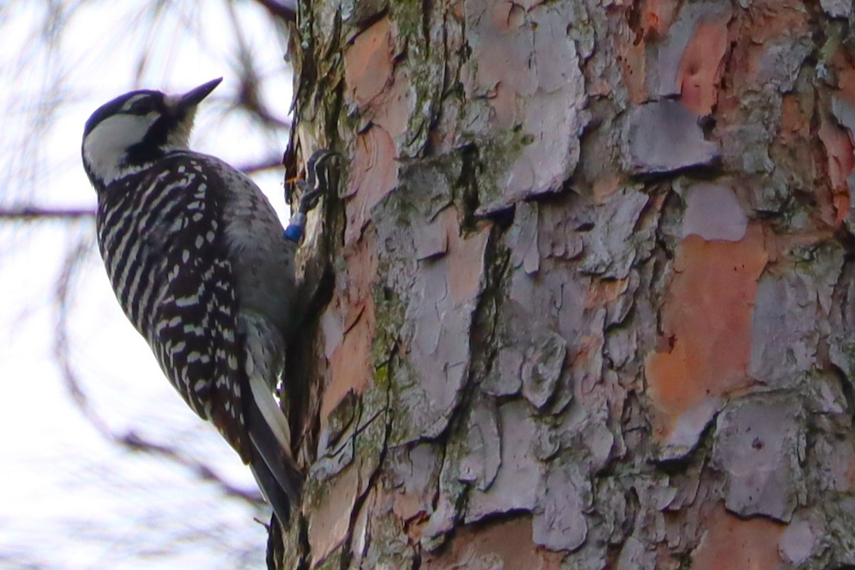 Red-cockaded Woodpecker - ML626841740