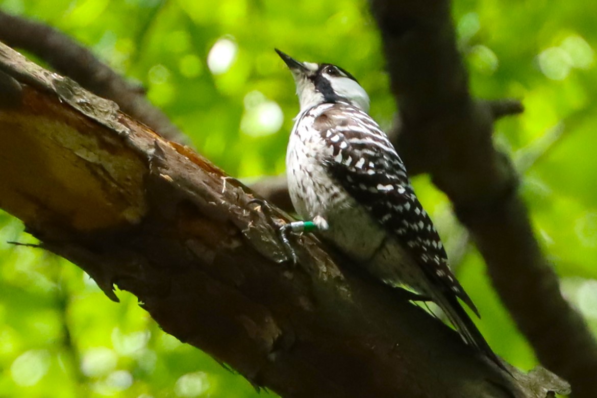 Red-cockaded Woodpecker - ML626841741