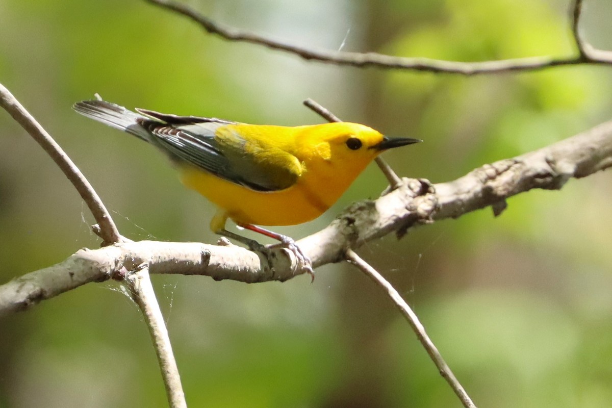 Prothonotary Warbler - ML626841872