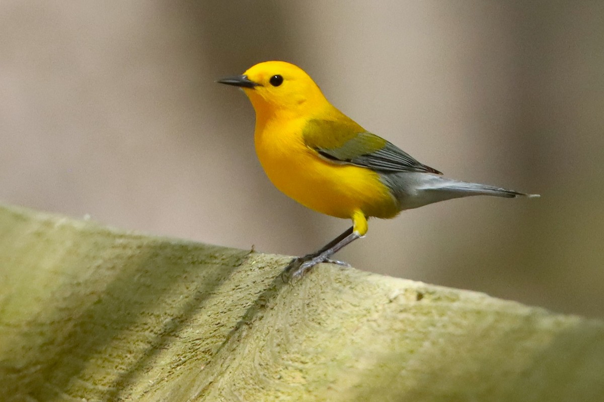 Prothonotary Warbler - ML626841877