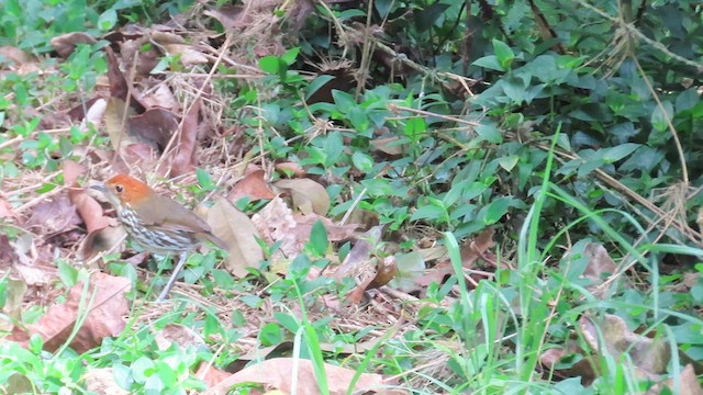 Chestnut-crowned Antpitta - ML626842036
